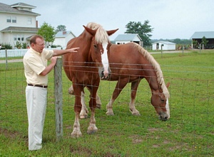 Farm Horses at Prophetstown
